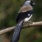 Grey (Himalayan) Treepie