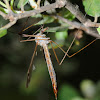 Cranefly; Tipula