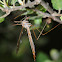 Cranefly; Tipula