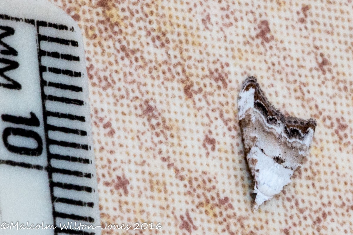 Jersey Black Arches