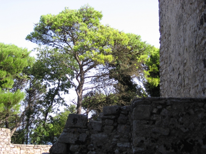 La flora del Monte Erice !!! di AntoninoGarufi