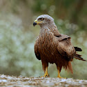 Black Kite