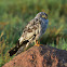 Harrier - Montagu's Harrier (Male)