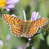 Purplish (Arctic) Fritillary