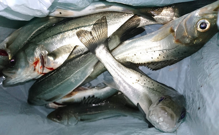 TAJIMAXさんが投稿した海釣り・魚釣り・夜釣り・シーバス・料理に関するカスタム事例の投稿画像2枚目