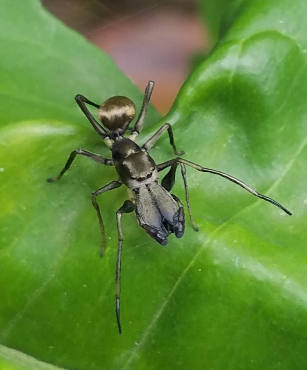 Ant mimicking spider