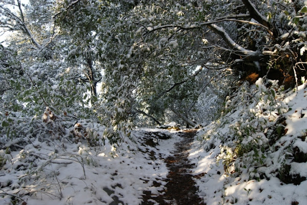 Natura innevata di cicca