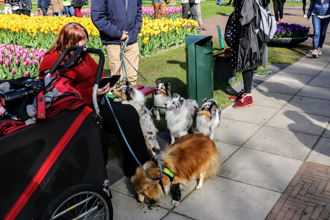 Парк Keukenhof, Ouddorp и Rotterdam "на закуску" - апрель 2017