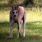 Eastern Grey Kangaroo