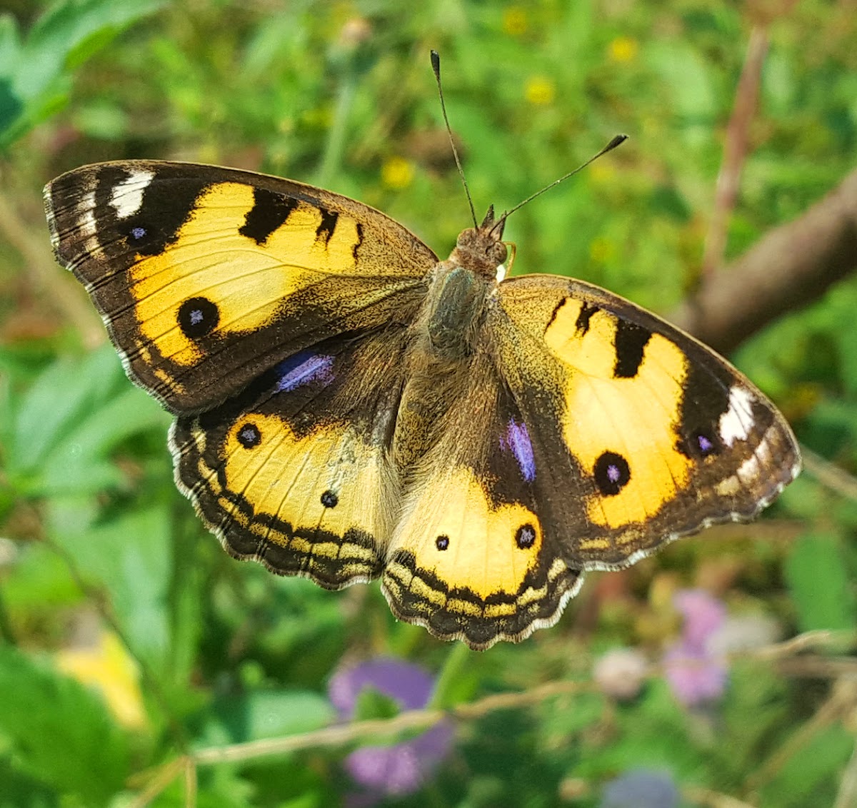 Yellow Pansy