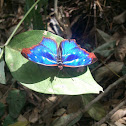 orsis-bluewing