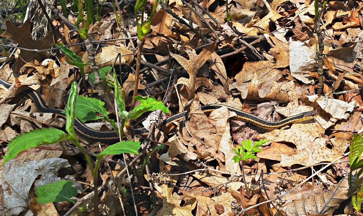 Garter Snake