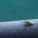 Hawthorn Shieldbug