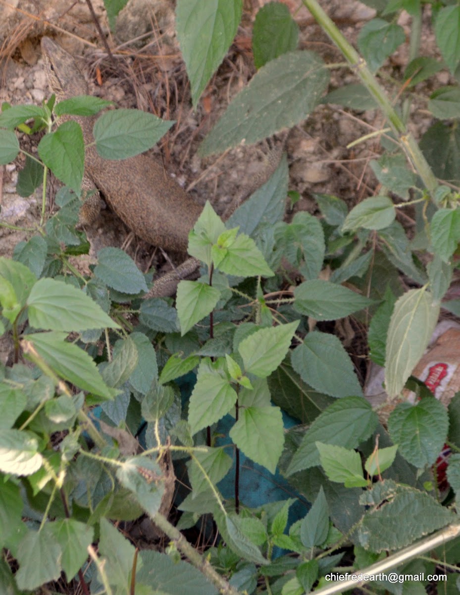 Monitor lizard