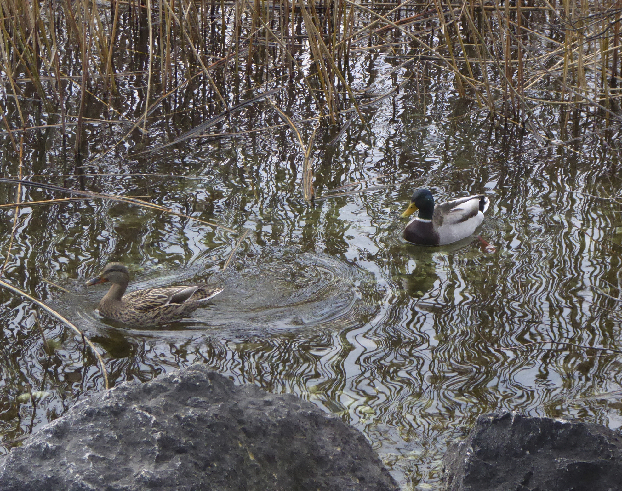  'Ducks in love' di luiker