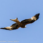 Red Kite; Milano Real