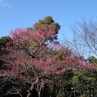 德川日本料理