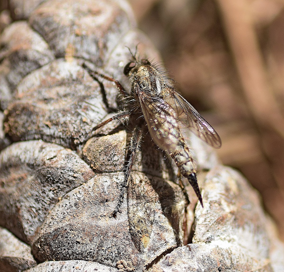 Robber Fly