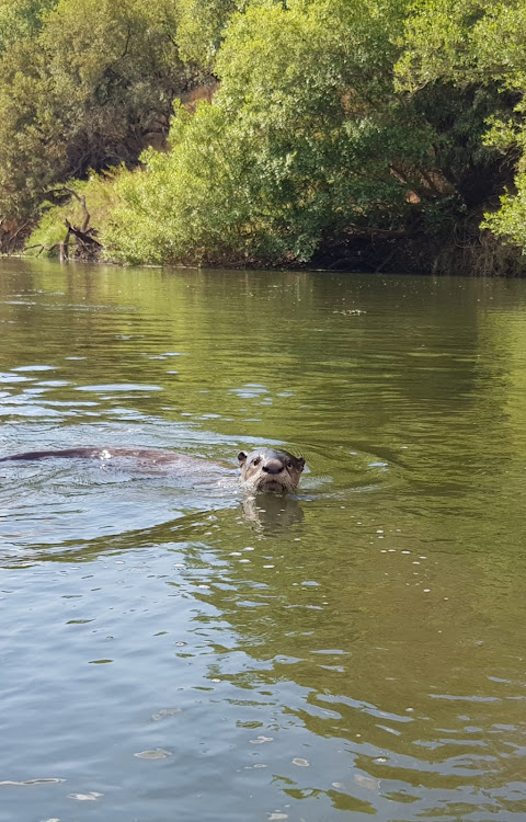 Lazzy, fully adapted to water.