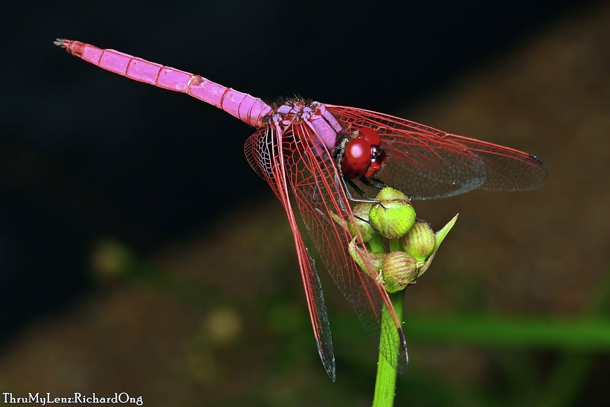 Crimson Marsh Glider