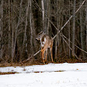 White-tailed Deer