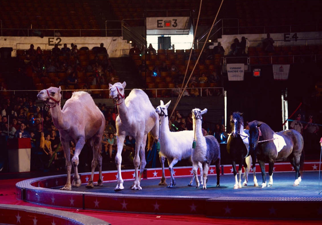 shrine circus michigan 2023