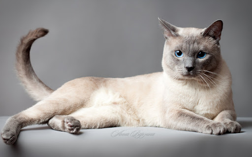 Elegant Siamese Cat Lounging Gracefully on screenshot 2