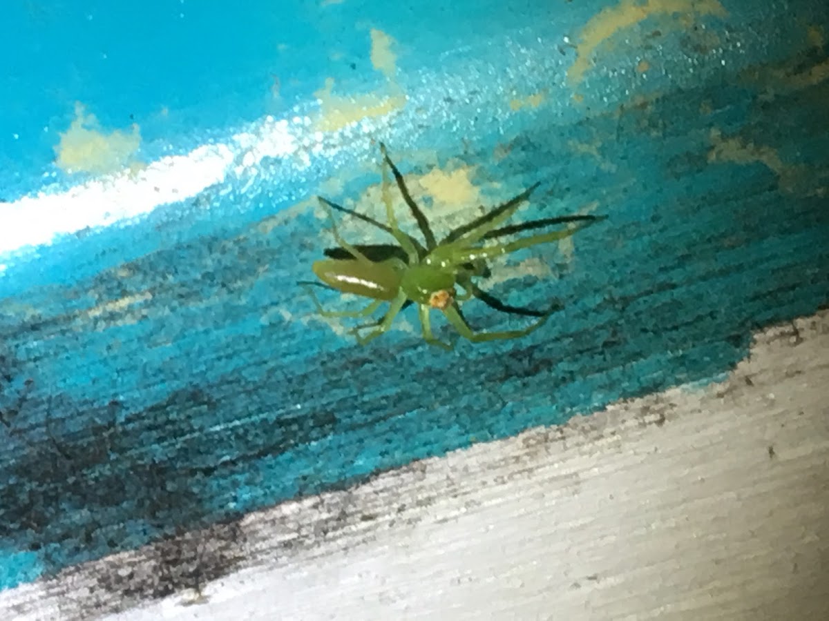 Magnolia Green Jumping Spider