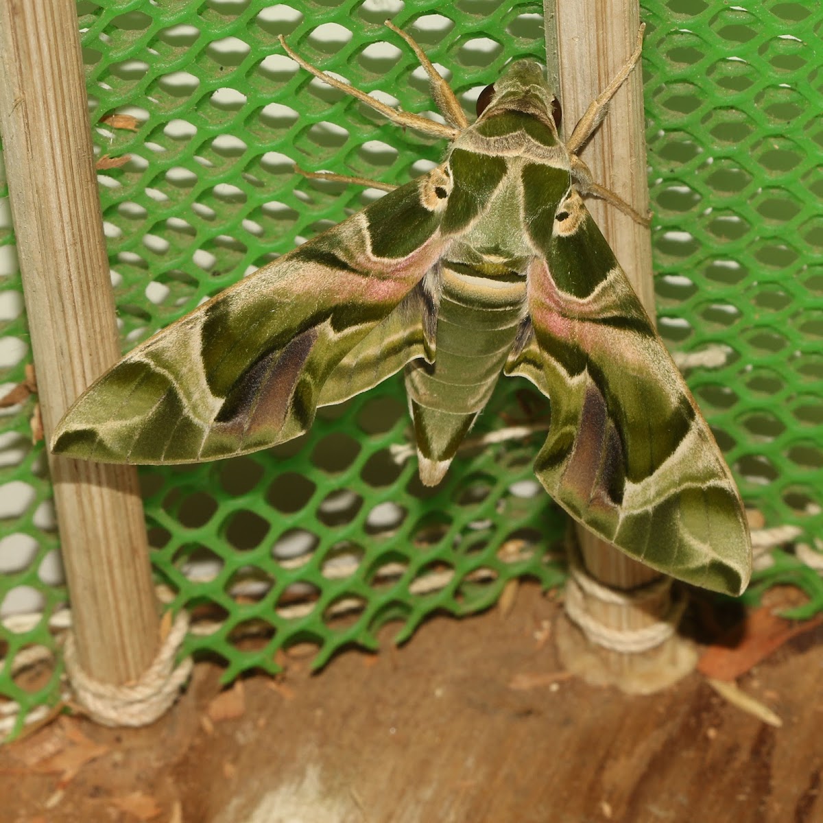 Oleander Hawk Moth