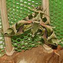 Oleander Hawk Moth