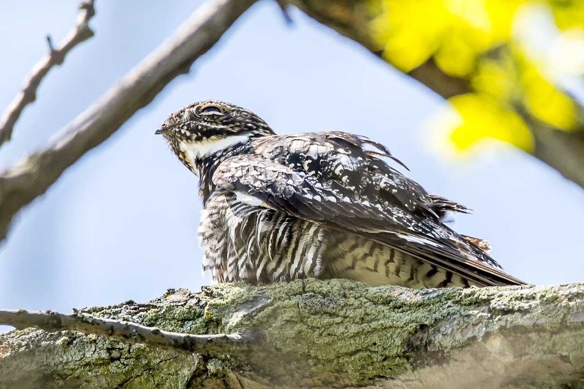 Common Nighthawk