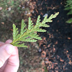 Western redcedar