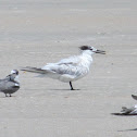 Sandwich Tern