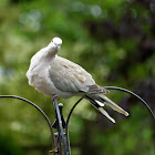 Collared Dove