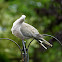 Collared Dove