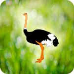 Ostrich Revenge Apk