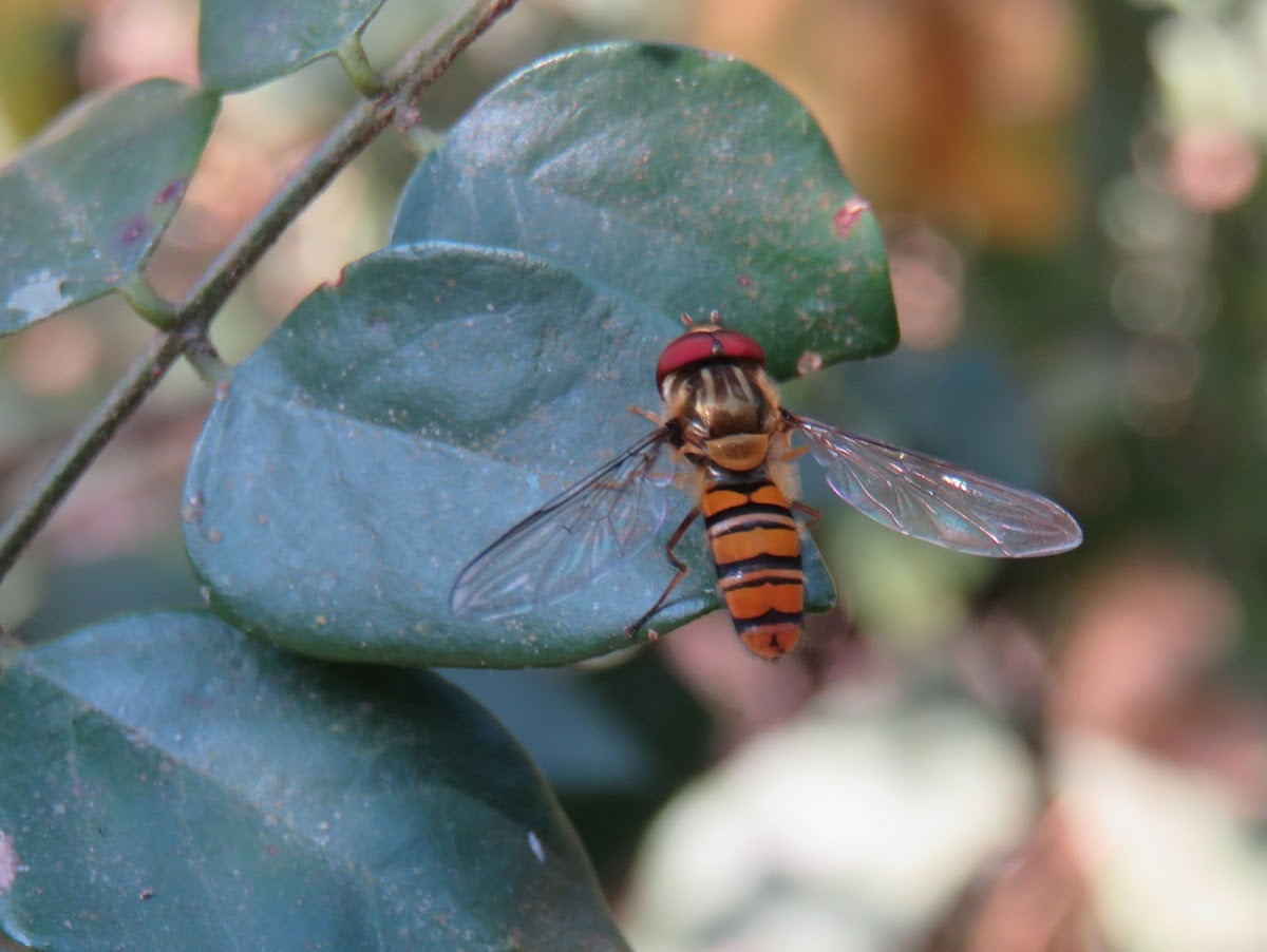 Marmalade Hoverfly