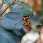 Marmalade Hoverfly