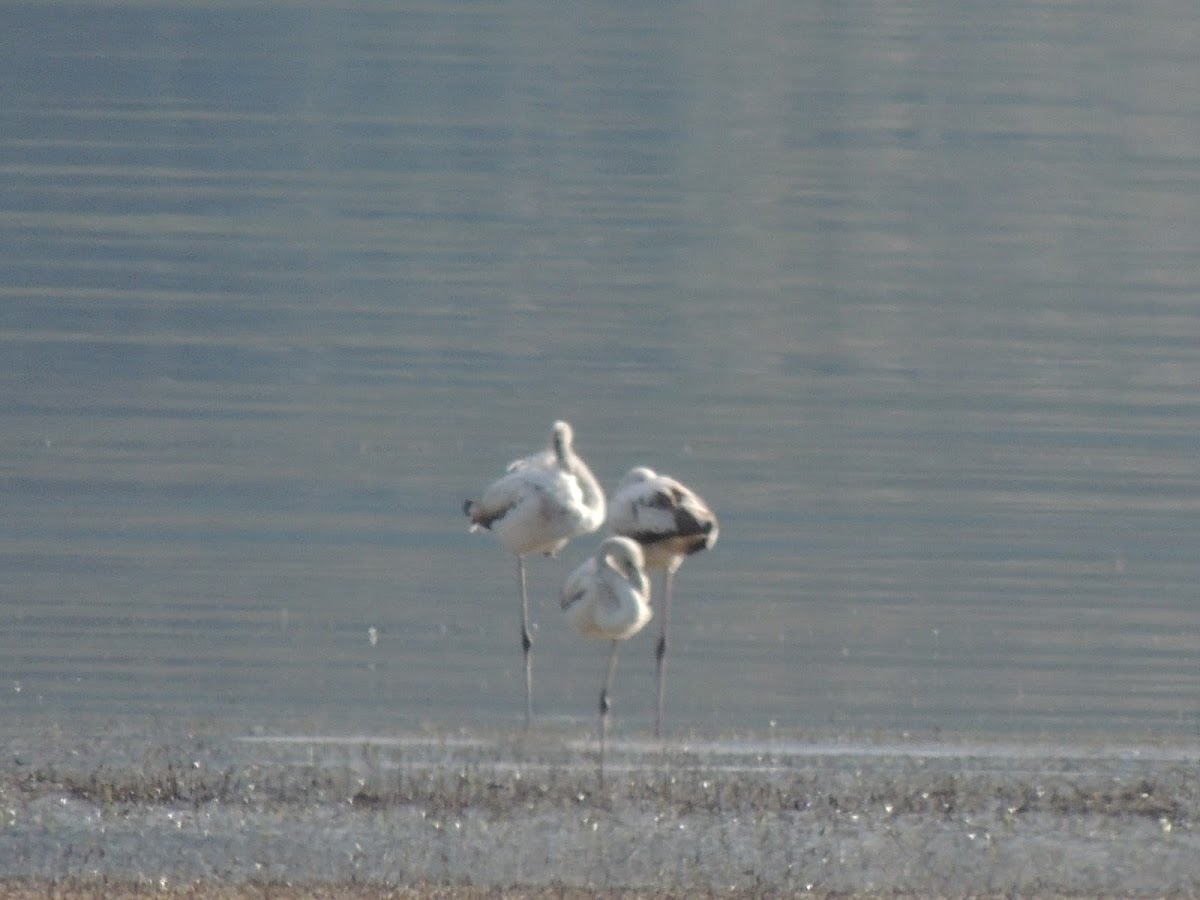 Greater flamingo