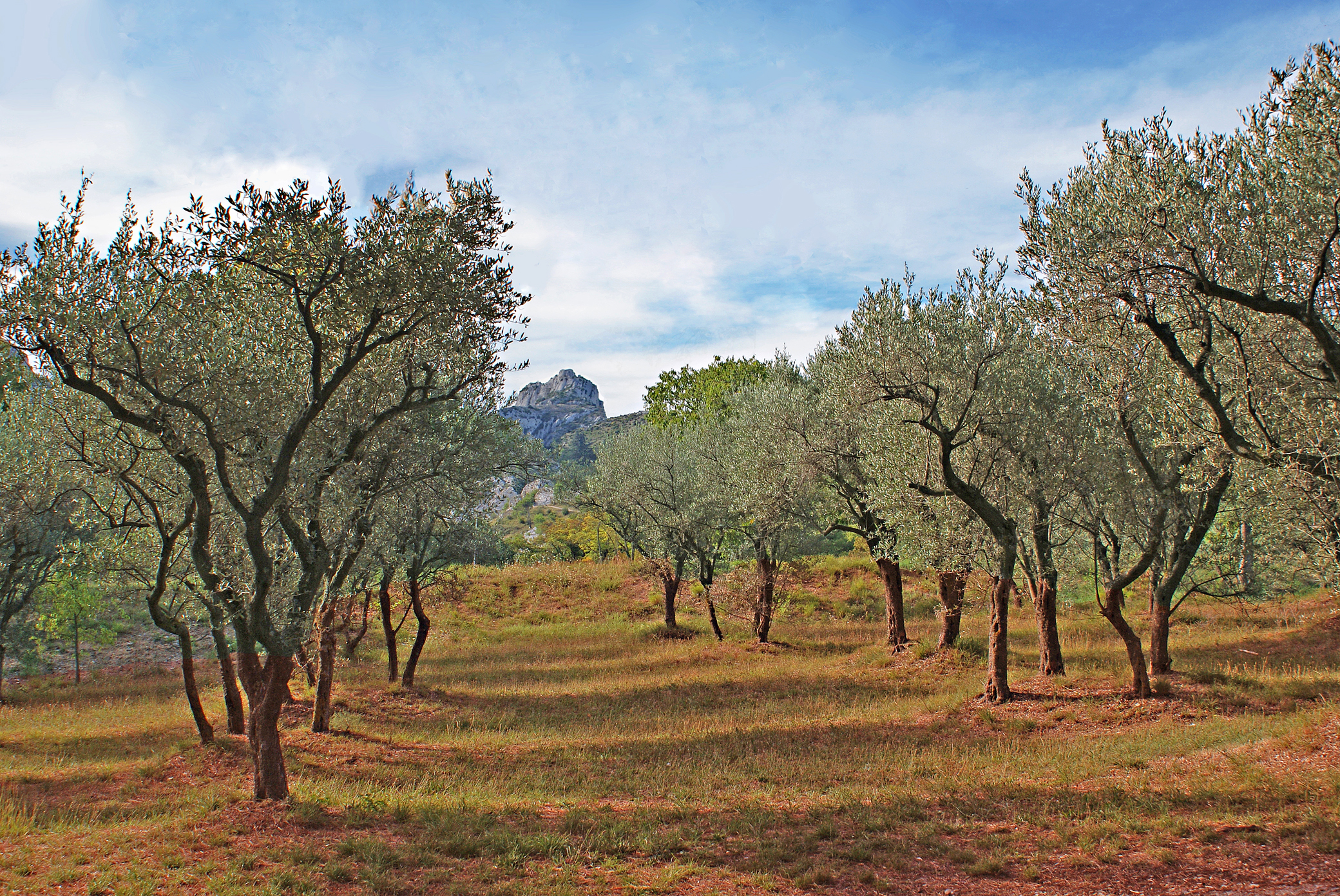 Oliveto di Saint Rémy Van Gogh di carlo-bi