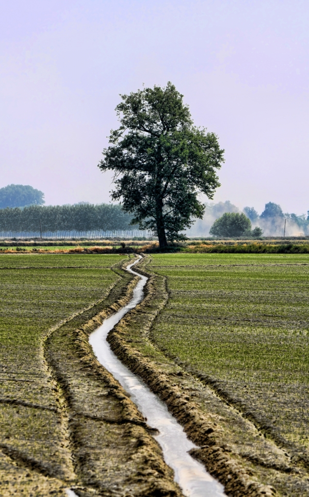 Linee guida! di Massimo Tiozzo