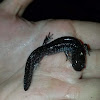 Small-Mouth Salamander