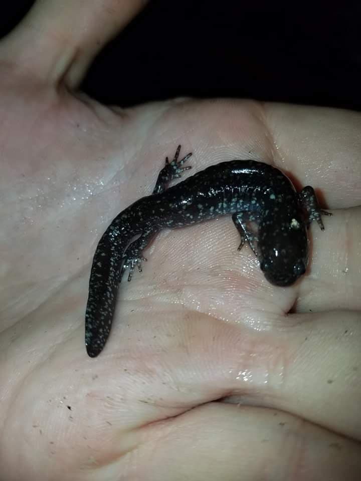 Small-Mouth Salamander