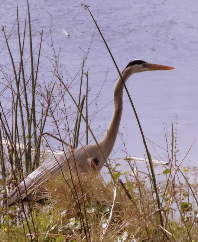 Gerat Blue Heron