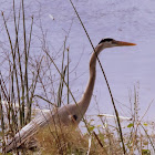 Gerat Blue Heron