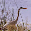 Gerat Blue Heron