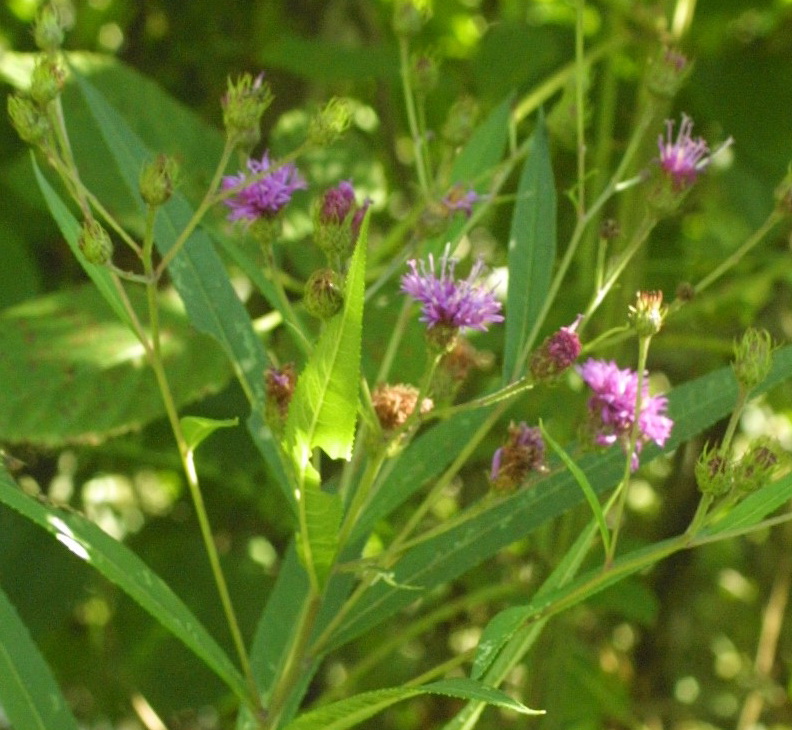 New York Ironweed