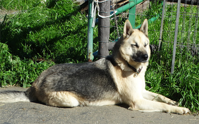 Norwegian Elkhound Tema y Nueva pestaña