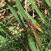 Keeled Skimmer