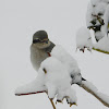 Northern Shrike